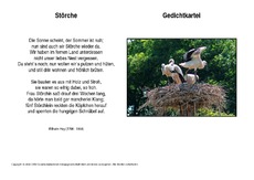 Störche-Hey.pdf